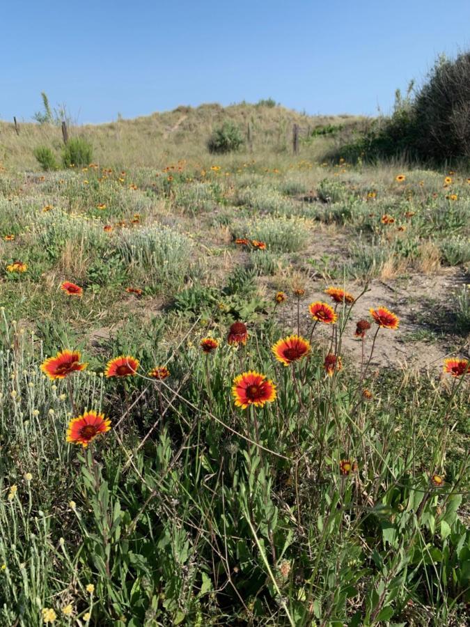 Mon Petit Paradis, Vue Sur Dunes Et Mer, Acces Direct Plage Robinson, Terrasse, Parking Prive, Tres Ressourcant, A Marseillan Plage Eksteriør billede